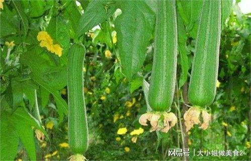 吃瓜会能量流失吗  第2张